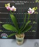 Phal. Miki Pink Angel 2.5"