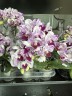 Phal. Miki Pink Angel 2.5"