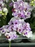 Phal. Miki Pink Angel 2.5"