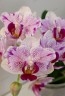 Phal. Miki Pink Angel 2.5"