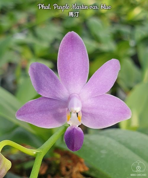Phal. Purple Martin var. blue 2.5'' УЦЕНКА (сломанные листики)