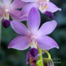 Phal. Purple Martin var. blue 2.5'' УЦЕНКА (сломанные листики)