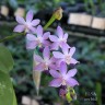 Phal. Purple Martin var. blue 2.5'' УЦЕНКА (сломанные листики)