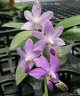 Phal. Purple Martin var. blue 2.5'' УЦЕНКА (сломанные листики)