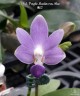 Phal. Purple Martin var. blue 2.5'' УЦЕНКА (сломанные листики)