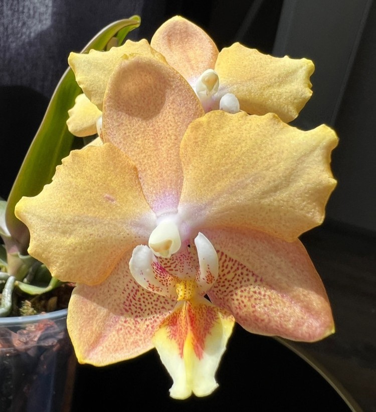 Phal. I-Hsin Maple Valley 2.5'' УЦЕНКА (мех.пов.листика)