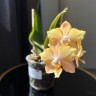 Phal. I-Hsin Maple Valley 2.5'' УЦЕНКА (мех.пов.листика)