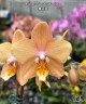 Phal. I-Hsin Maple Valley 2.5'' УЦЕНКА (мех.пов.листика)