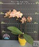 Phal. I-Hsin Maple Valley 2.5'' УЦЕНКА (мех.пов.листика)