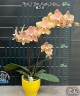 Phal. I-Hsin Maple Valley 2.5'' УЦЕНКА (мех.пов.листика)