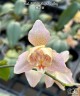 Phal. I-Hsin Maple Valley 2.5'' УЦЕНКА (мех.пов.листика)