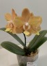 Phal. I-Hsin Maple Valley 2.5'' УЦЕНКА (мех.пов.листика)
