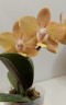 Phal. I-Hsin Maple Valley 2.5'' УЦЕНКА (мех.пов.листика)