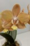 Phal. I-Hsin Maple Valley 2.5'' УЦЕНКА (мех.пов.листика)
