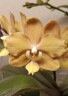 Phal. I-Hsin Maple Valley 2.5'' УЦЕНКА (мех.пов.листика)