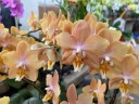 Phal. I-Hsin Maple Valley 2.5'' УЦЕНКА (мех.пов.листика)