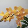 Phal. I-Hsin Maple Valley 2.5'' УЦЕНКА (мех.пов.листика)