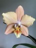 Phal. I-Hsin Maple Valley 2.5'' УЦЕНКА (мех.пов.листика)