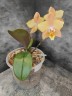 Phal. I-Hsin Maple Valley 2.5'' УЦЕНКА (мех.пов.листика)