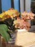 Phal. I-Hsin Maple Valley 2.5'' УЦЕНКА (мех.пов.листика)