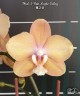 Phal. I-Hsin Maple Valley 2.5'' УЦЕНКА (мех.пов.листика)