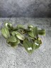 Phal. I-Hsin Maple Valley 2.5'' УЦЕНКА (мех.пов.листика)