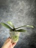 Phal. I-Hsin Maple Valley 2.5'' УЦЕНКА (мех.пов.листика)