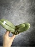 Phal. I-Hsin Maple Valley 2.5'' УЦЕНКА (мех.пов.листика)