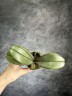 Phal. I-Hsin Maple Valley 2.5'' УЦЕНКА (мех.пов.листика)