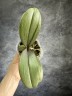 Phal. I-Hsin Maple Valley 2.5'' УЦЕНКА (мех.пов.листика)