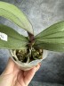 Phal. I-Hsin Maple Valley 2.5'' УЦЕНКА (мех.пов.листика)