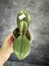 Phal. I-Hsin Maple Valley 2.5'' УЦЕНКА (мех.пов.листика)