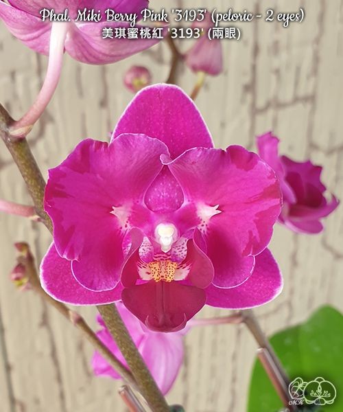 Phal. Miki Berry Pink '3193' (peloric - 2 eyes) 2.5''