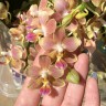 Phal. KS Happy Sunset 2.5''
