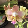 Phal. KS Happy Sunset 2.5''