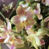 Phal. KS Happy Sunset 2.5''