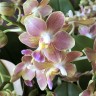 Phal. KS Happy Sunset 2.5''