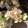 Phal. KS Happy Sunset 2.5''