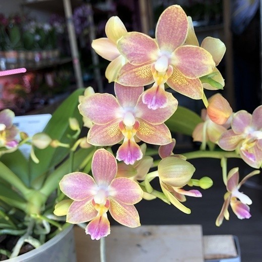 Phal. KS Happy Sunset 2.5''