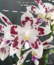 Phal. speciosa 'Senorita' 2.5"