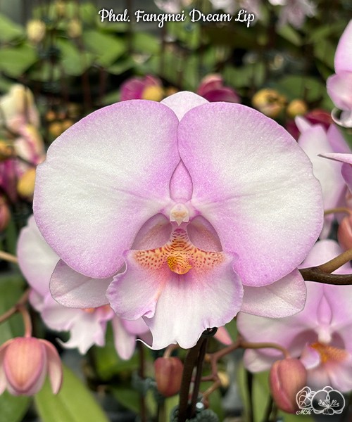 Phal. Fangmei Dream Lip 2.5''