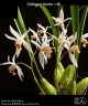Coelogyne viscosa × sib 2.5'' УЦЕНКА (мало бульб)