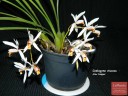 Coelogyne viscosa × sib 2.5'' УЦЕНКА (мало бульб)