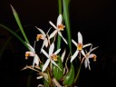 Coelogyne viscosa × sib 2.5'' УЦЕНКА (мало бульб)