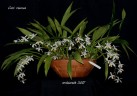 Coelogyne viscosa × sib 2.5'' УЦЕНКА (мало бульб)