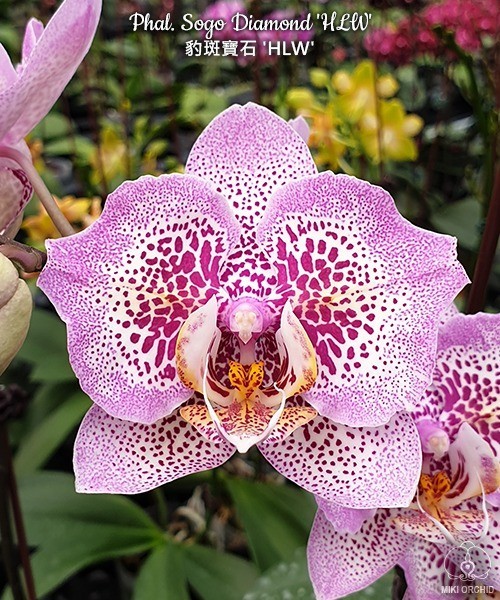 Phal. Sogo Diamond 'HLW' 3.0''