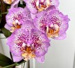 Phal. Sogo Diamond 'HLW' 3.0''