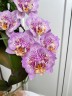 Phal. Sogo Diamond 'HLW' 3.0''