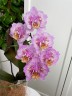 Phal. Sogo Diamond 'HLW' 3.0''