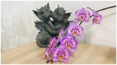 Phal. Sogo Diamond 'HLW' 3.0''